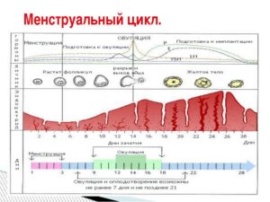 Как понять что овуляции не было в цикле