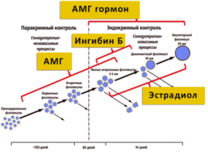 Амг гормон как поднять