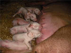 Сколько рожает поросят свинья