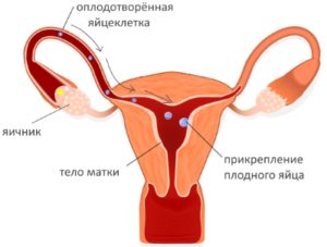 Почему не прикрепляется плодное яйцо к матке