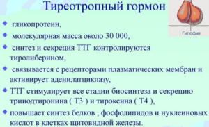 Какие гормоны отвечают за набор веса у женщин