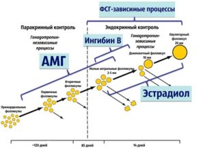 Амг гормон как поднять