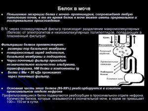 Как вывести белок из мочи при беременности