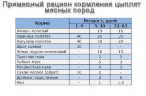 С какого возраста можно давать пшеницу бройлерам