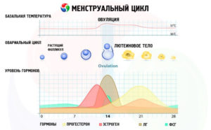 Месячный цикл при климаксе