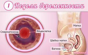 Какие ощущения в матке на ранних сроках беременности