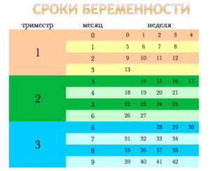 Как делятся по неделям триместры