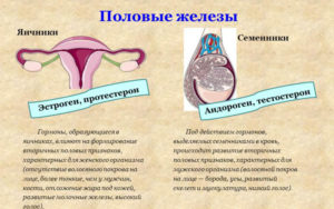 Какие гормоны у женщин влияют на либидо