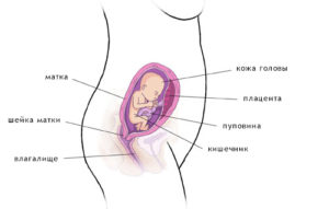20 недель беременности не чувствую шевелений первая беременность