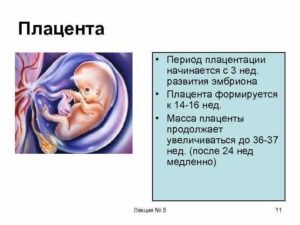 К какой неделе формируется плацента при беременности