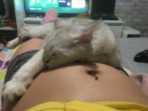 Можно ли лежать кошке на животе у беременной