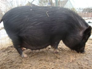 Признаки беременности вьетнамской свиньи