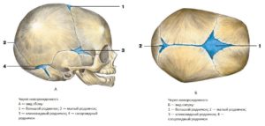 Строение черепа новорожденного по месяцам