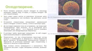 Какие могут быть ощущения при оплодотворении яйцеклетки