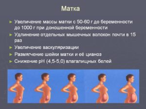 На какой неделе увеличивается матка