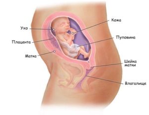 Как часто шевелится ребенок на 23 неделе беременности