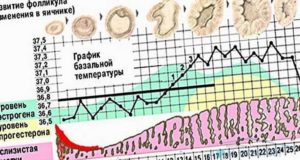 Па на 10 день цикла возможна ли беременность