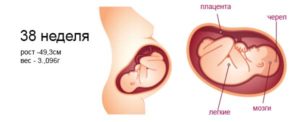 Вес и рост ребенка в 38 недель беременности