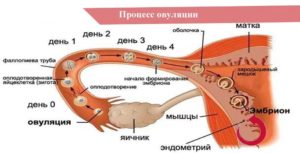 Ппа во время овуляции