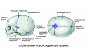 Строение черепа новорожденного по месяцам