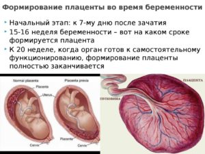 К какой неделе формируется плацента при беременности