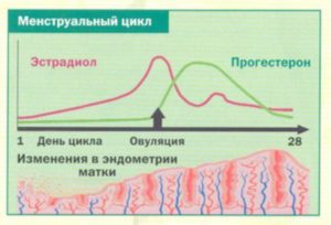 Месячный цикл при климаксе