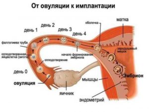 Может ли оплодотворенная яйцеклетка имплантироваться сразу после месячных