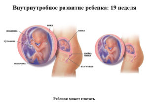 Плод в 19 недель беременности