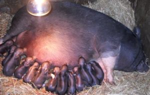 Первый опорос вьетнамских свиней