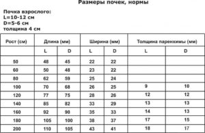 Размеры чашечек почек норма