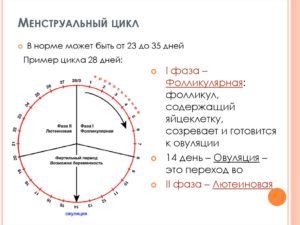 Цикл 26 дней это норма