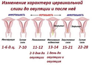 За сколько дней до овуляции выделяется слизь