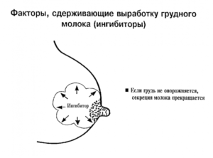 Почему молоко приходит только в одну молочную железу