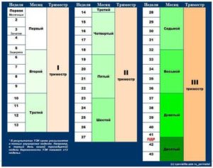Как делятся по неделям триместры