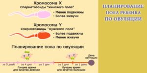 Кто влияет на пол ребенка мужчина или женщина