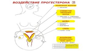 Через сколько после овуляции начинает болеть грудь