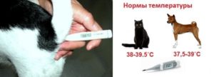Какая должна быть у кошки температура перед родами