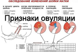Ощущения после овуляции если произошло зачатие форум