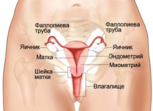 Где находятся яичники при беременности