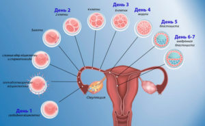 Какие ощущения при оплодотворении яйцеклетки у женщины