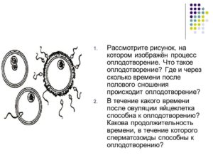 В течение какого времени происходит оплодотворение после зачатия