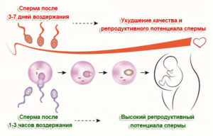 Воздержание у мужчин перед зачатием