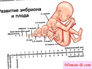 Акушерская и эмбриональная недели разница