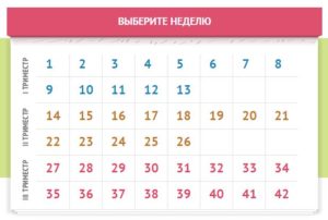 Календарь беременности по неделям бебиблог