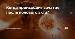 Сколько дней живут спермики в организме женщины. Как происходит оплодотворение. Как происходит зачатие. Как происходит зачатие и оплодотворение. Как происходит оплодотворение и зачатие ребенка.