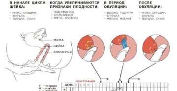 Шейка матки после овуляции