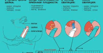 Шейка матки на ощупь на ранних сроках беременности